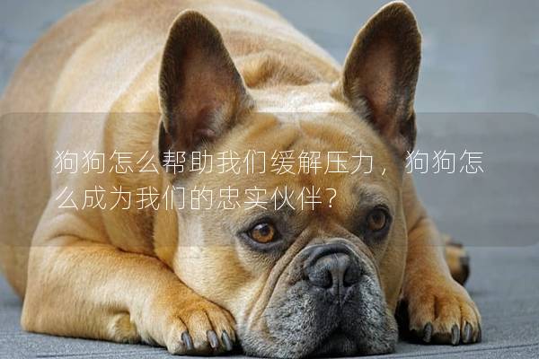 狗狗怎么帮助我们缓解压力，狗狗怎么成为我们的忠实伙伴？