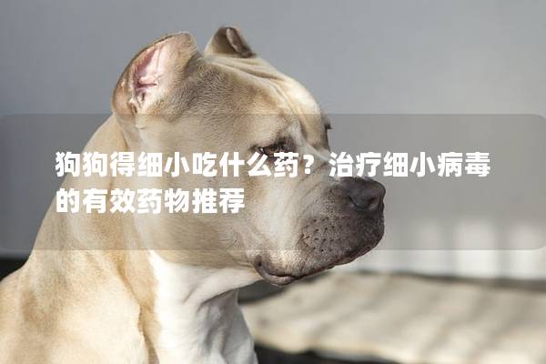 狗狗得细小吃什么药？治疗细小病毒的有效药物推荐