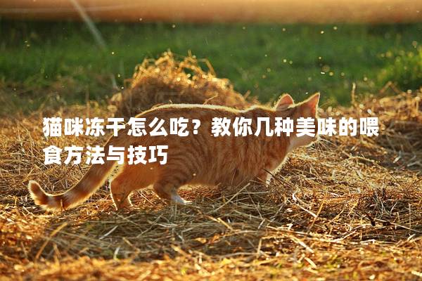 猫咪冻干怎么吃？教你几种美味的喂食方法与技巧