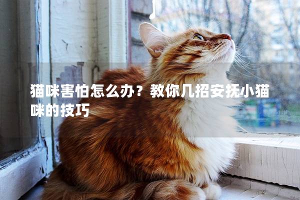 猫咪害怕怎么办？教你几招安抚小猫咪的技巧