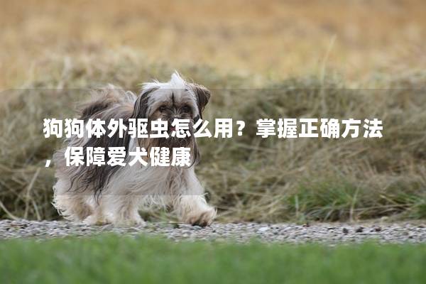 狗狗体外驱虫怎么用？掌握正确方法，保障爱犬健康