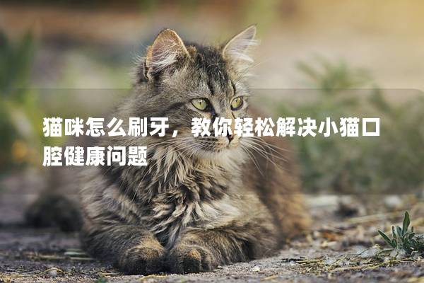 猫咪怎么刷牙，教你轻松解决小猫口腔健康问题