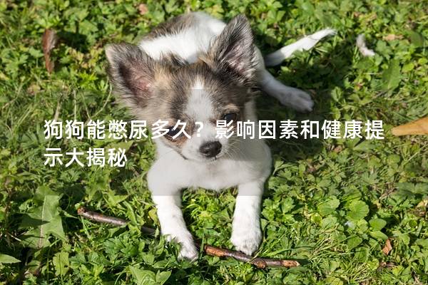 狗狗能憋尿多久？影响因素和健康提示大揭秘