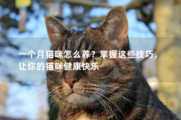 一个月猫咪怎么养？掌握这些技巧，让你的猫咪健康快乐