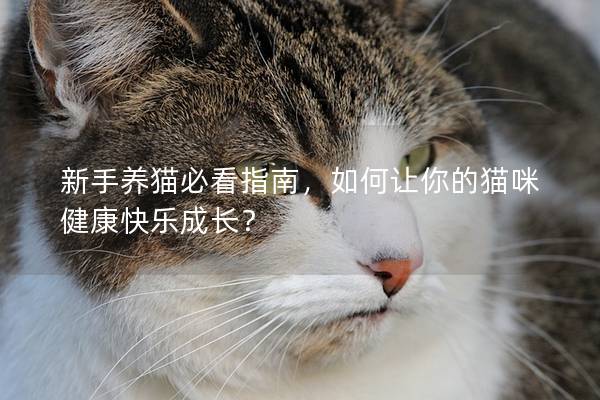 新手养猫必看指南，如何让你的猫咪健康快乐成长？