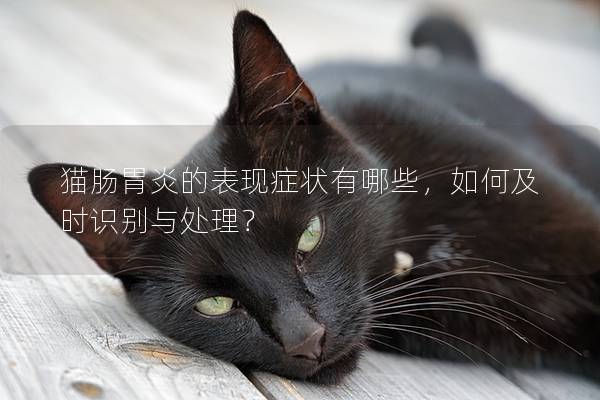 猫肠胃炎的表现症状有哪些，如何及时识别与处理？