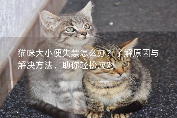 猫咪大小便失禁怎么办？了解原因与解决方法，助你轻松应对