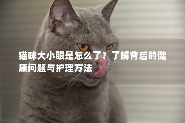 猫咪大小眼是怎么了？了解背后的健康问题与护理方法