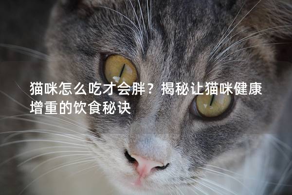 猫咪怎么吃才会胖？揭秘让猫咪健康增重的饮食秘诀