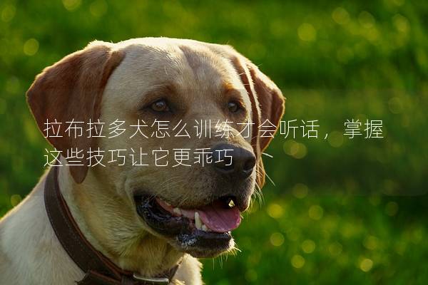 拉布拉多犬怎么训练才会听话，掌握这些技巧让它更乖巧