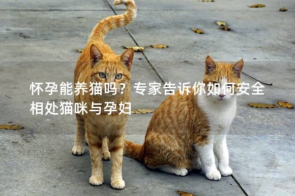 怀孕能养猫吗？专家告诉你如何安全相处猫咪与孕妇