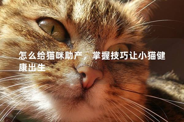 怎么给猫咪助产，掌握技巧让小猫健康出生