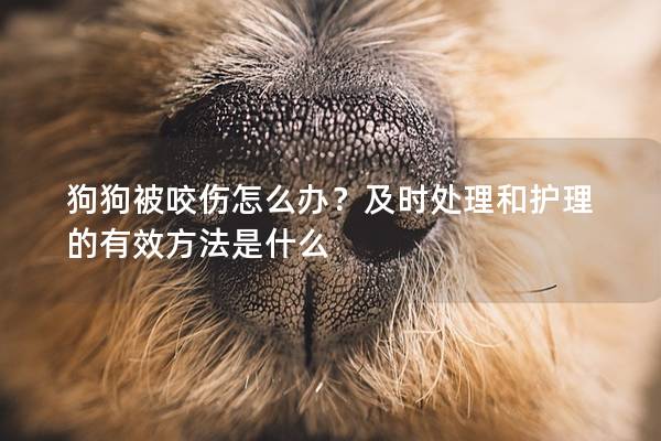 狗狗被咬伤怎么办？及时处理和护理的有效方法是什么