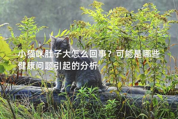 小猫咪肚子大怎么回事？可能是哪些健康问题引起的分析