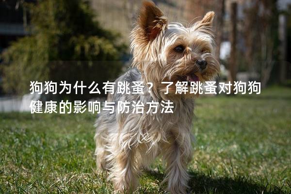 狗狗为什么有跳蚤？了解跳蚤对狗狗健康的影响与防治方法