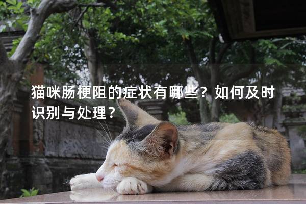 猫咪肠梗阻的症状有哪些？如何及时识别与处理？