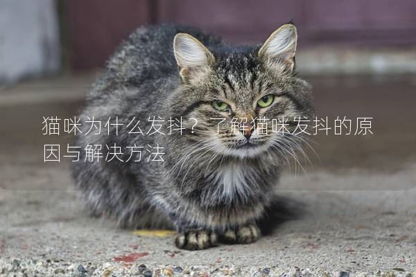 猫咪为什么发抖？了解猫咪发抖的原因与解决方法