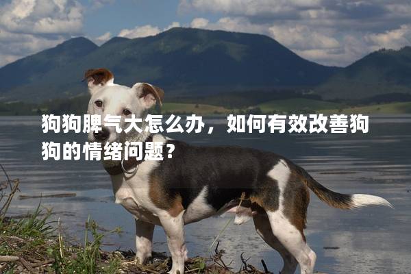 狗狗脾气大怎么办，如何有效改善狗狗的情绪问题？