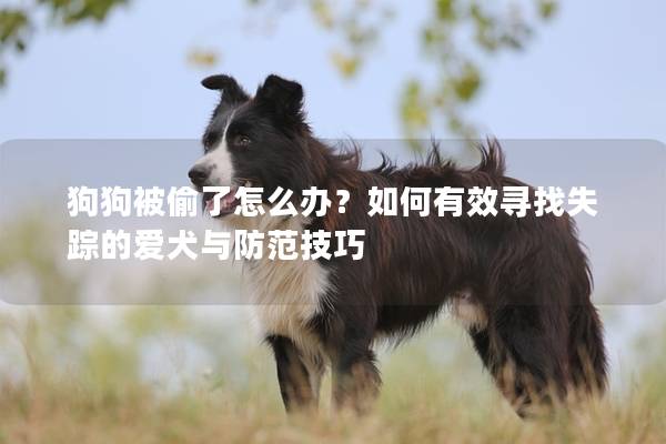 狗狗被偷了怎么办？如何有效寻找失踪的爱犬与防范技巧