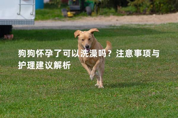 狗狗怀孕了可以洗澡吗？注意事项与护理建议解析