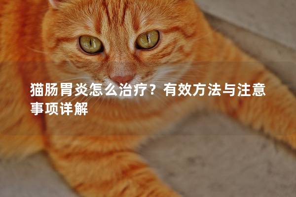 猫肠胃炎怎么治疗？有效方法与注意事项详解