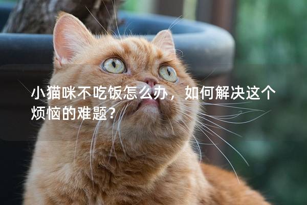 小猫咪不吃饭怎么办，如何解决这个烦恼的难题？