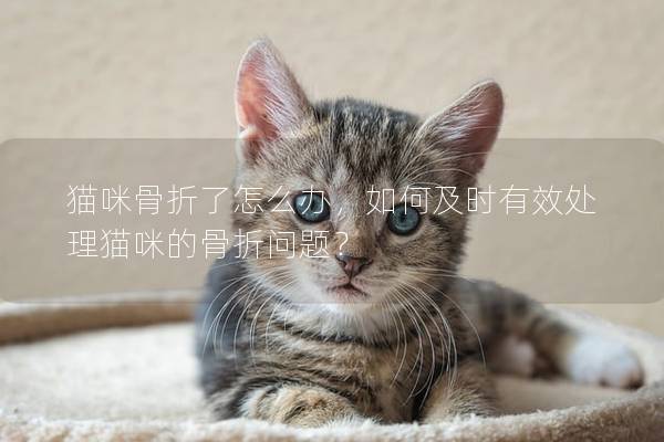 猫咪骨折了怎么办，如何及时有效处理猫咪的骨折问题？