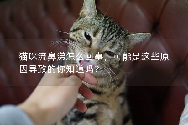 猫咪流鼻涕怎么回事，可能是这些原因导致的你知道吗？