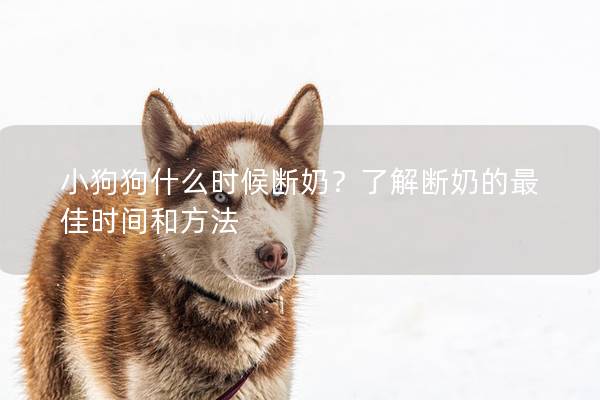 小狗狗什么时候断奶？了解断奶的最佳时间和方法