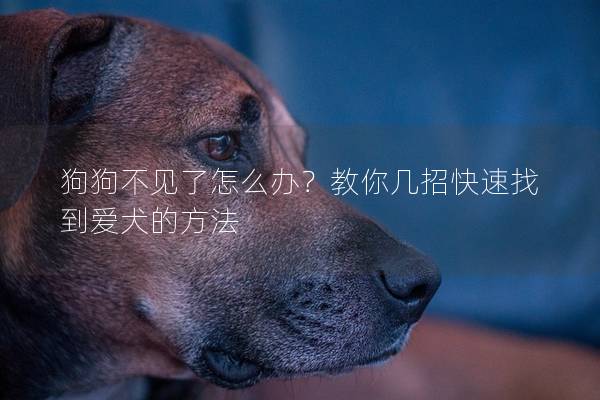 狗狗不见了怎么办？教你几招快速找到爱犬的方法