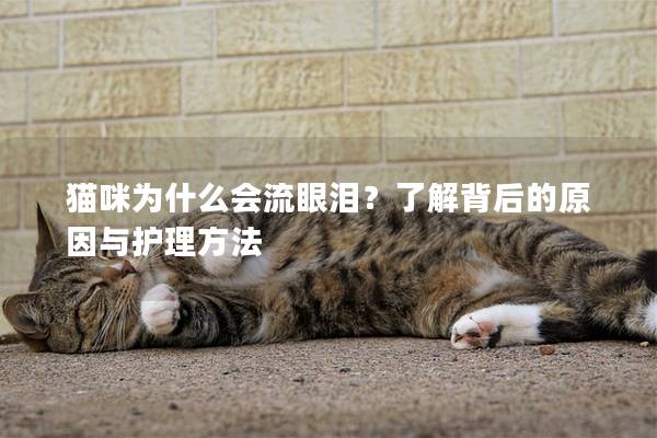 猫咪为什么会流眼泪？了解背后的原因与护理方法