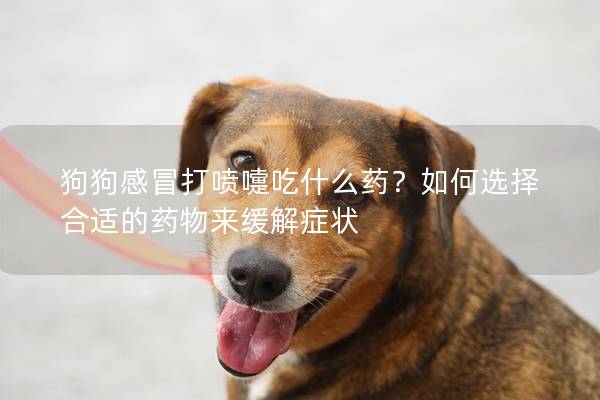 狗狗感冒打喷嚏吃什么药？如何选择合适的药物来缓解症状