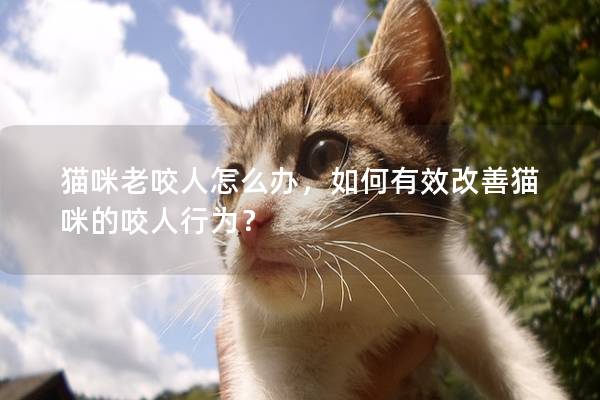 猫咪老咬人怎么办，如何有效改善猫咪的咬人行为？