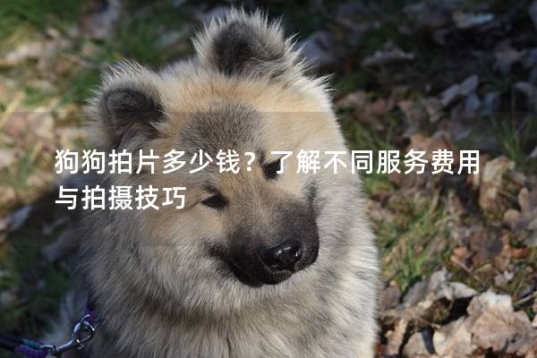 狗狗拍片多少钱？了解不同服务费用与拍摄技巧