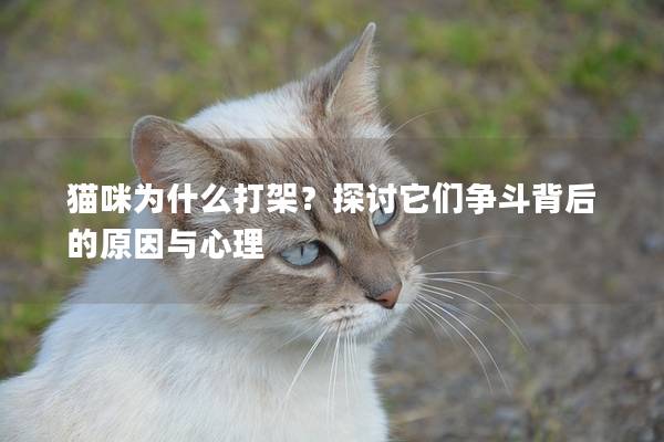 猫咪为什么打架？探讨它们争斗背后的原因与心理