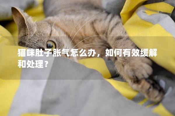 猫咪肚子胀气怎么办，如何有效缓解和处理？