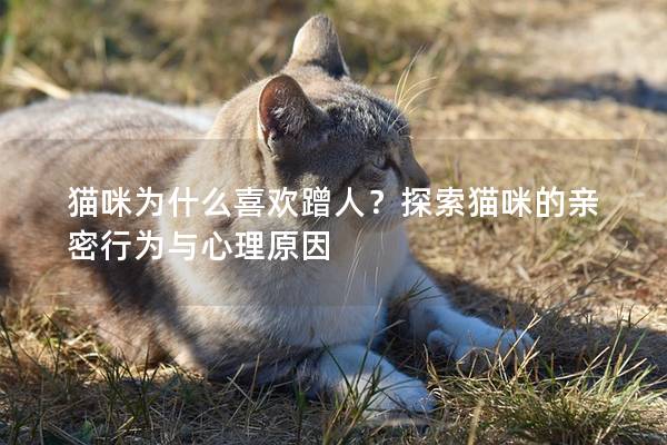 猫咪为什么喜欢蹭人？探索猫咪的亲密行为与心理原因