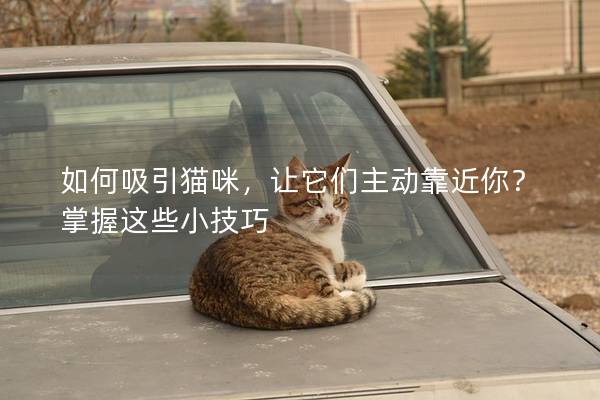 如何吸引猫咪，让它们主动靠近你？掌握这些小技巧