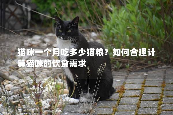 猫咪一个月吃多少猫粮？如何合理计算猫咪的饮食需求