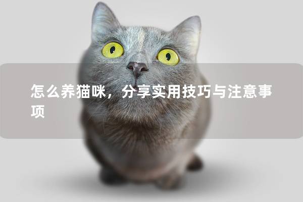 怎么养猫咪，分享实用技巧与注意事项