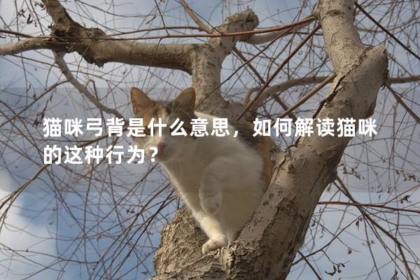 猫咪弓背是什么意思，如何解读猫咪的这种行为？