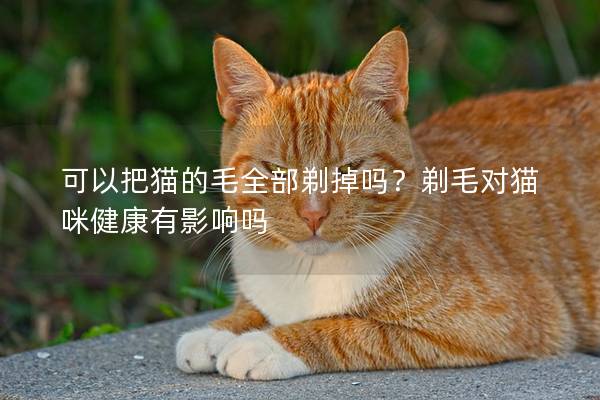 可以把猫的毛全部剃掉吗？剃毛对猫咪健康有影响吗