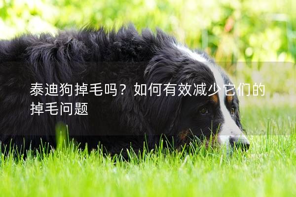 泰迪狗掉毛吗？如何有效减少它们的掉毛问题