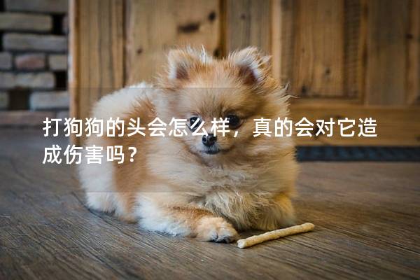 打狗狗的头会怎么样，真的会对它造成伤害吗？