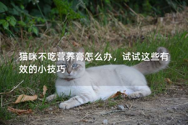 猫咪不吃营养膏怎么办，试试这些有效的小技巧