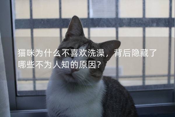 猫咪为什么不喜欢洗澡，背后隐藏了哪些不为人知的原因？