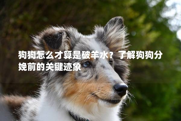 狗狗怎么才算是破羊水？了解狗狗分娩前的关键迹象