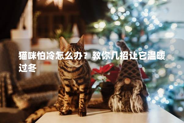 猫咪怕冷怎么办？教你几招让它温暖过冬