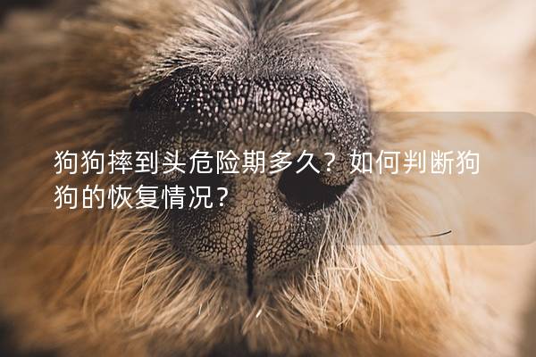 狗狗摔到头危险期多久？如何判断狗狗的恢复情况？