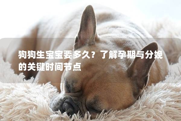 狗狗生宝宝要多久？了解孕期与分娩的关键时间节点